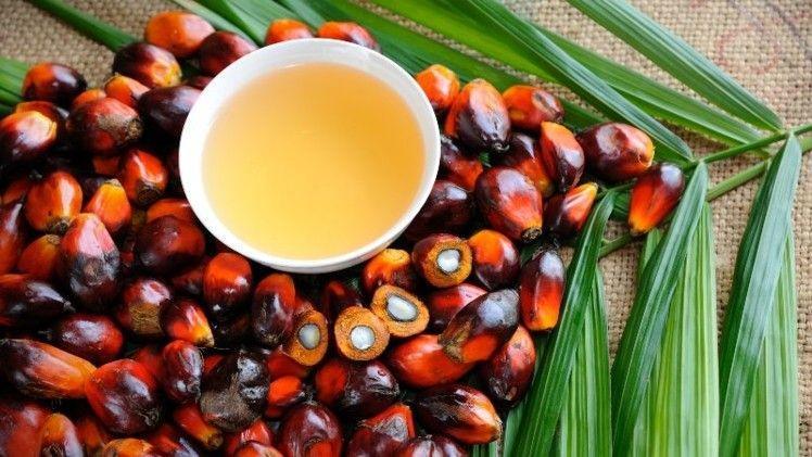 Ternyata 12 Benda Ini Menggunakan Minyak Kelapa Sawit