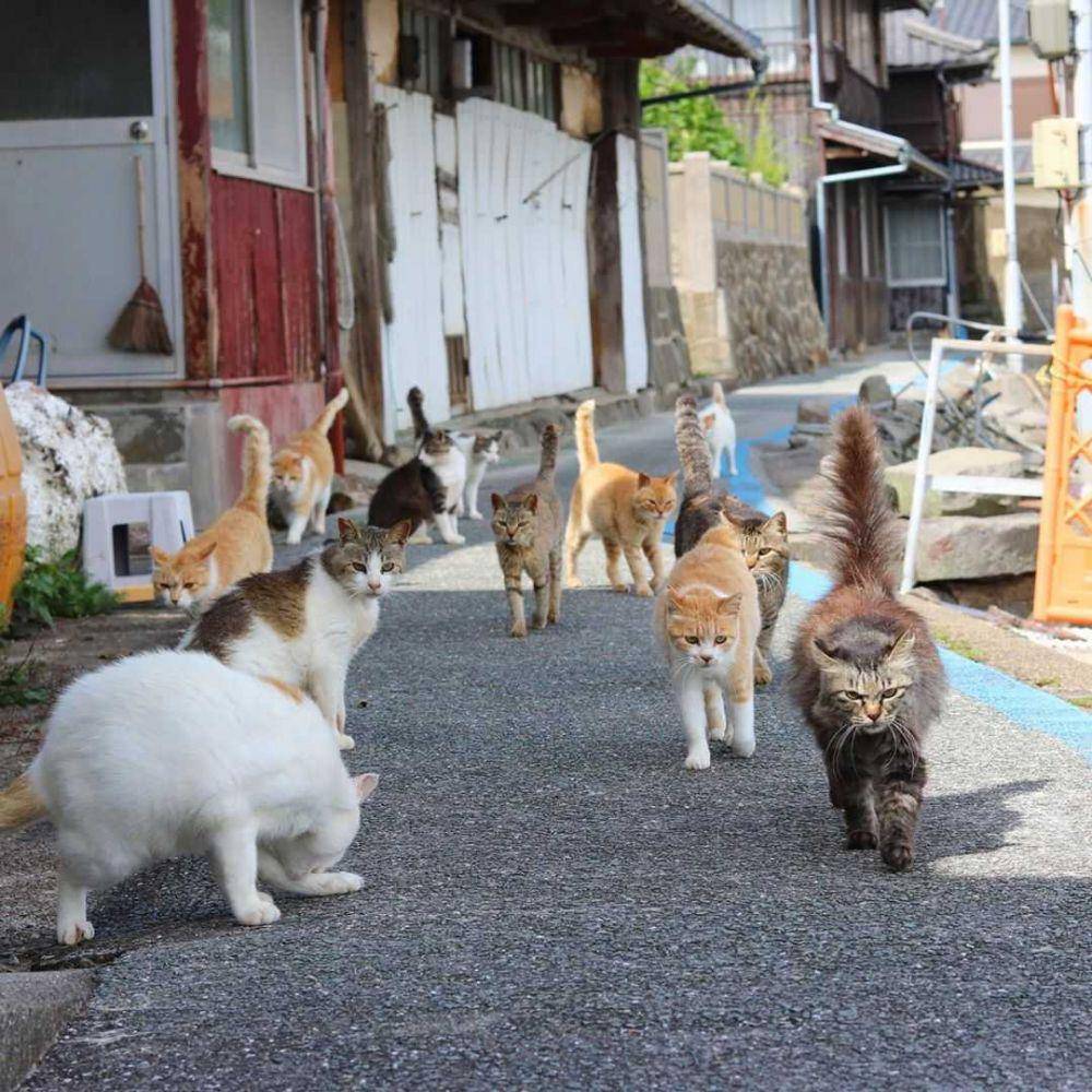 Instagram.com/aoshima_cat