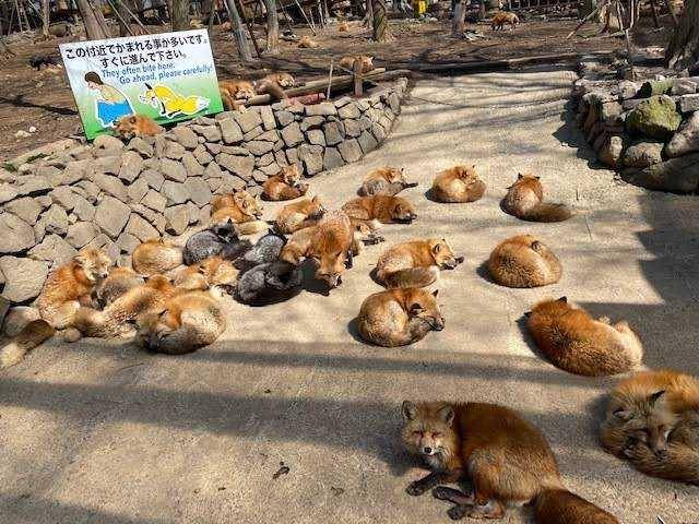 zao-fox-village.com