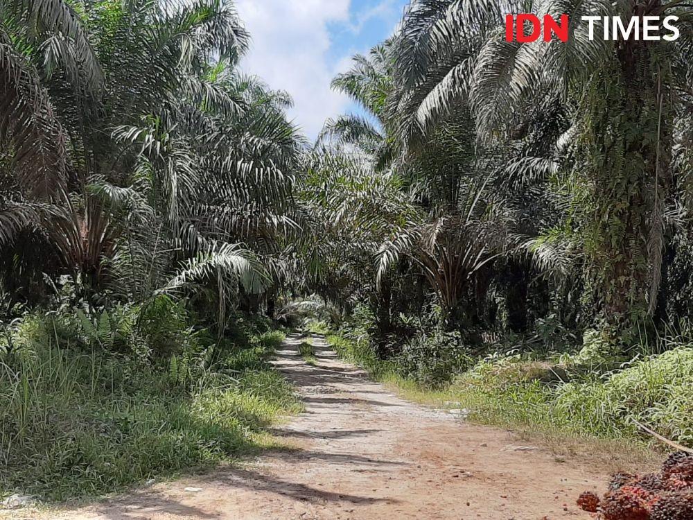 Modus Pemuda Curi Sawit di Muba Hanyutkan TBS ke Sungai