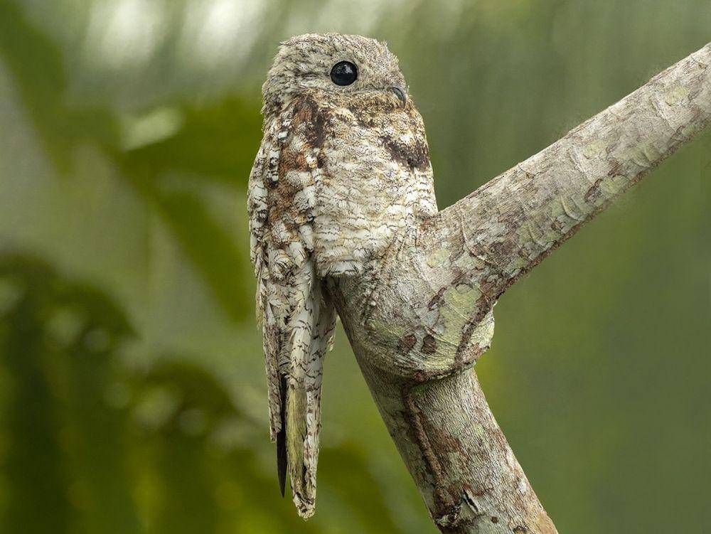 ebird.org