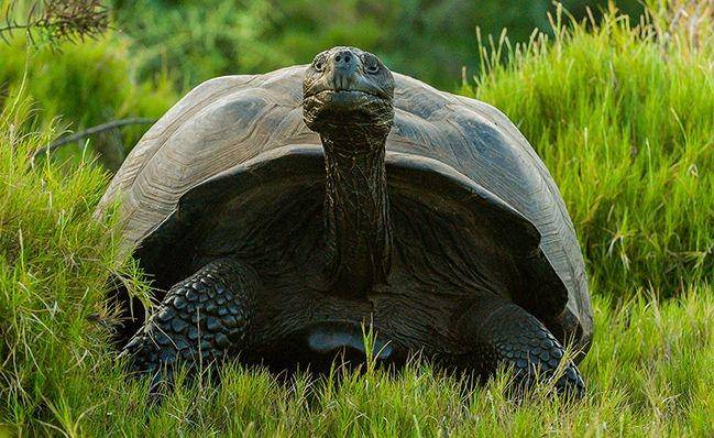 galapagos.org