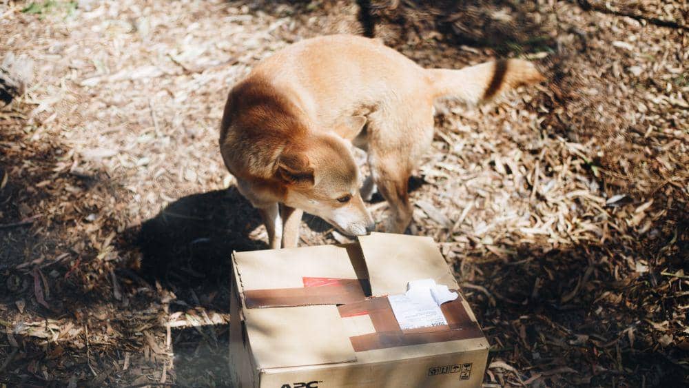 Ilustrasi gambar anjing dengan kardus. Unsplash.com/Isaac Benhesed