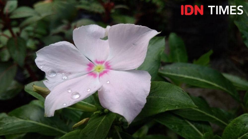Hari Baik Menurut Hindu Bali 29 Juli 2026, Saatnya Menanam Bunga