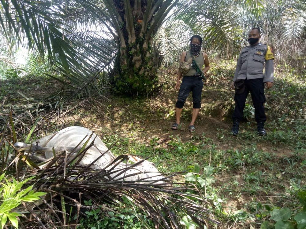 Lagi, Seekor Sapi di Langkat Ditemukan Mati Diterkam Harimau