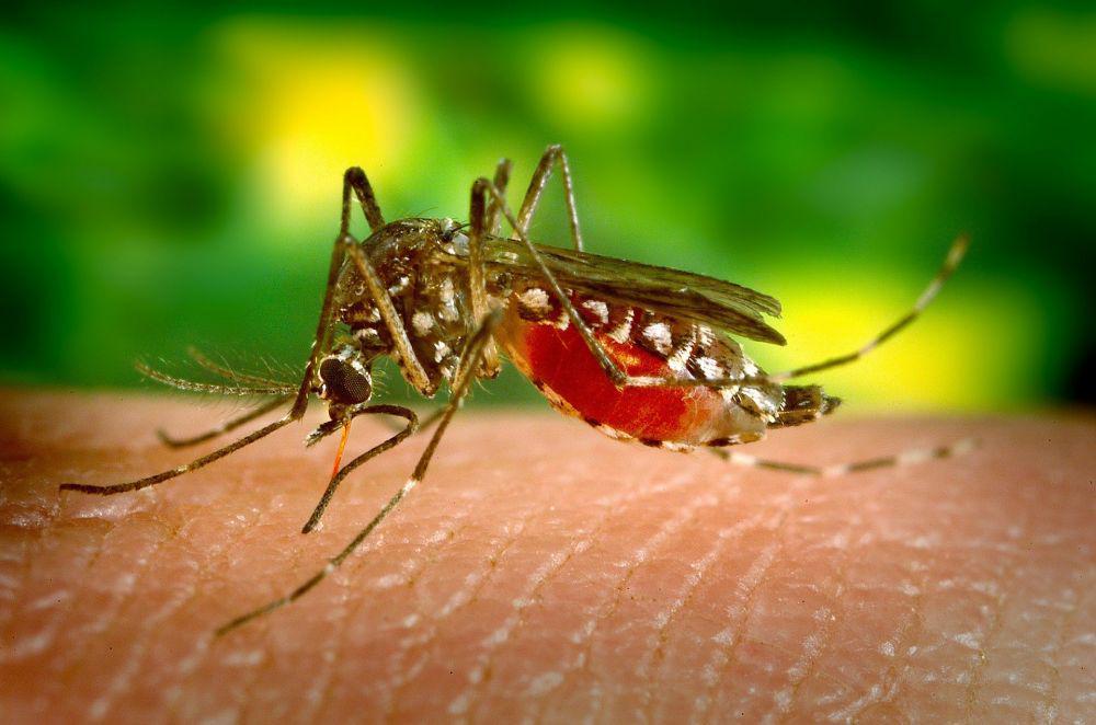 DBD dan Chikungunya Merebak di Tabanan