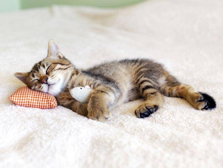 petcentral.chewy.com