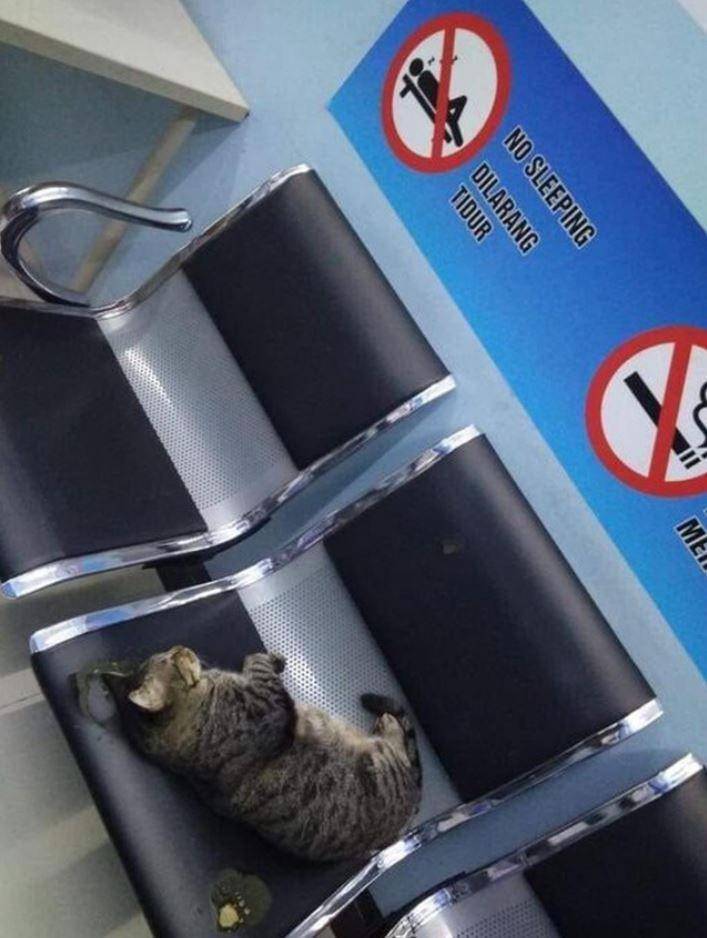 Twitter.com/ulat_bulu_bulu