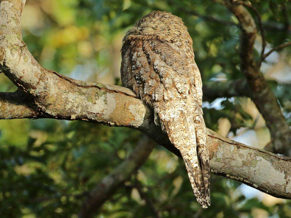 ebird.org