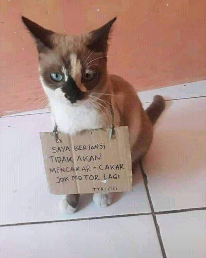 Instagram.com/pembawa_ketololan
