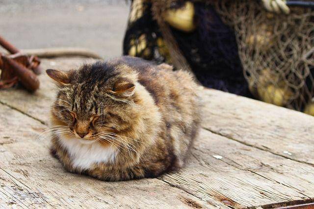 iheartcats.com