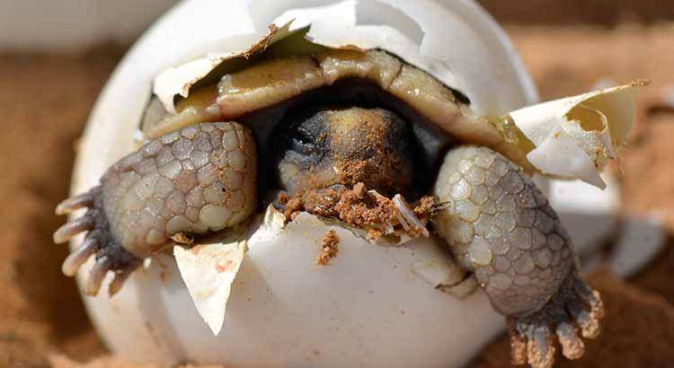 turtleowner.com