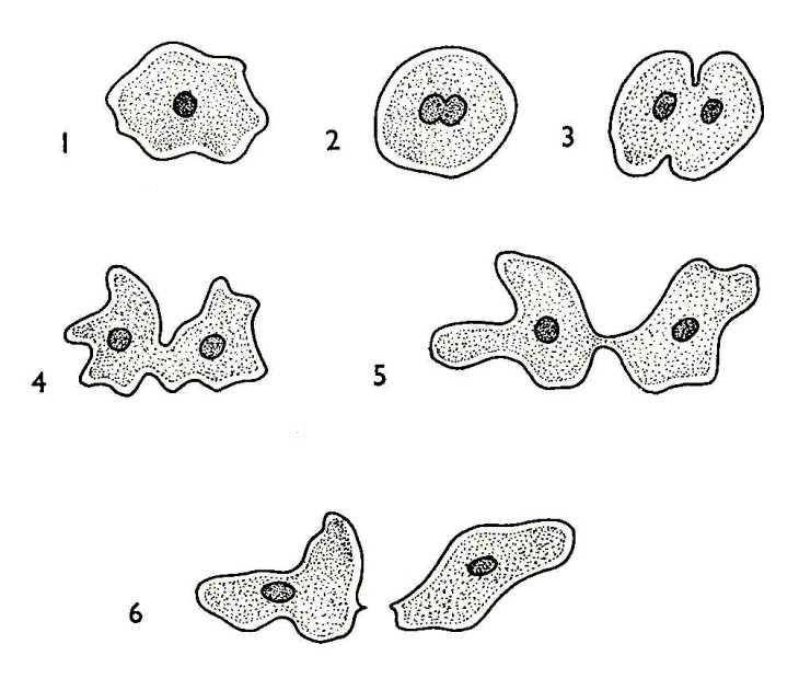 biology-resources.com