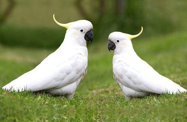 animals.net