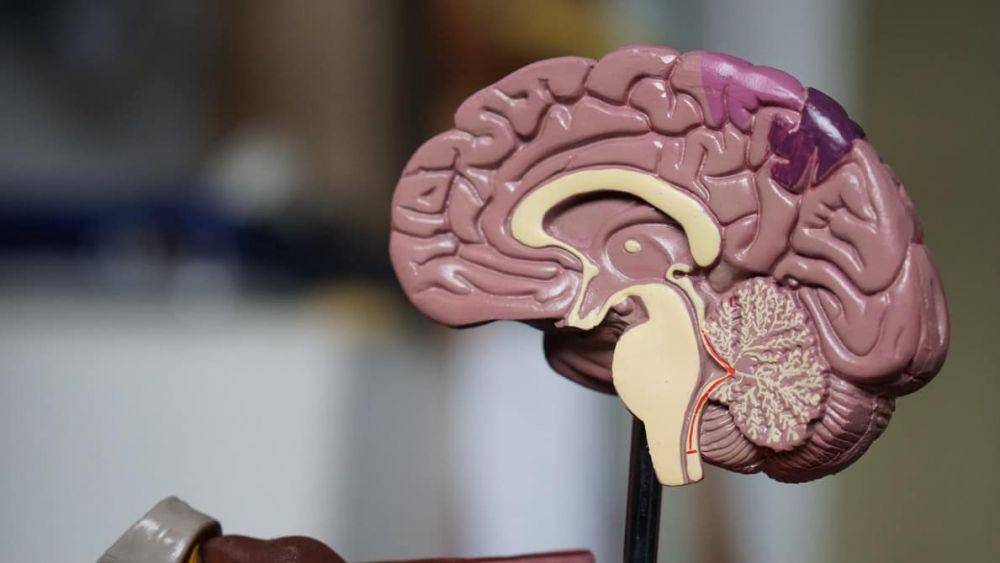 threevillageneurology.com