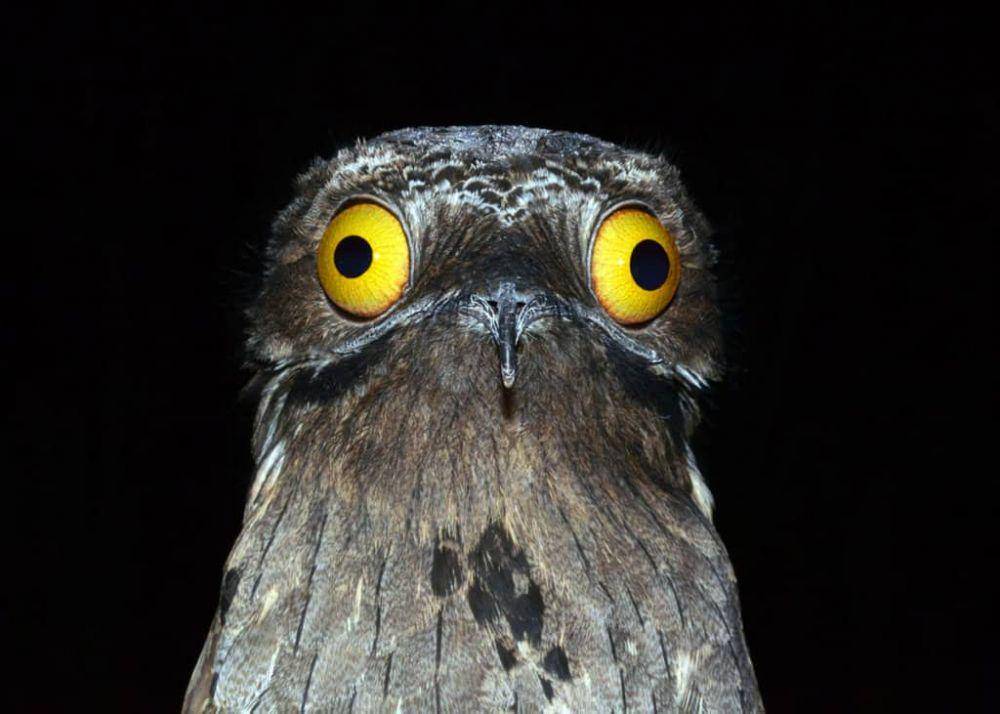 justbirding.com