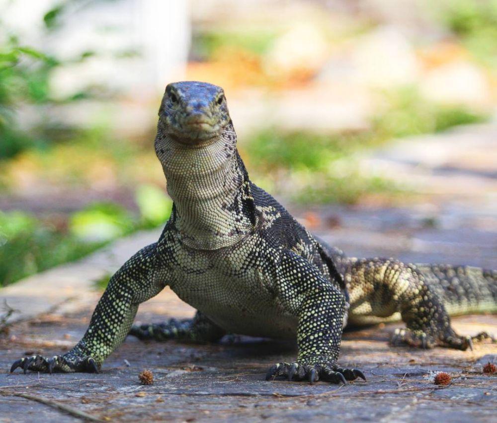 Apakah Biawak Halal? Ini Hukumnya Menurut Islam