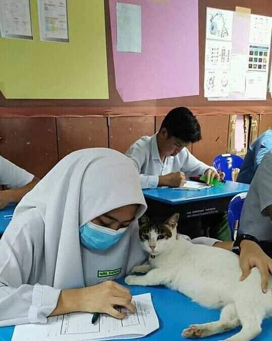 Instagram.com/sahabat_pecintakucing