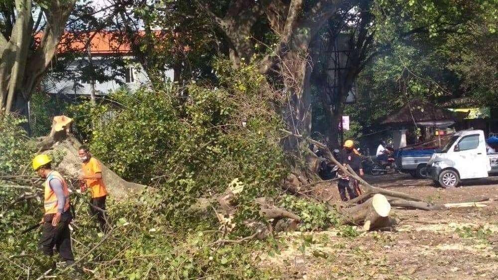 Pemangkasan pohon perindang di Tabanan (Dok.IDN Times/Istimewa)