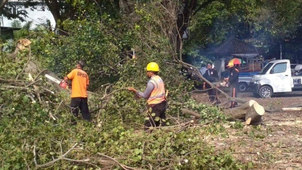 Pemangkasan pohon perindang di Tabanan (Dok.IDN Times/Istimewa)