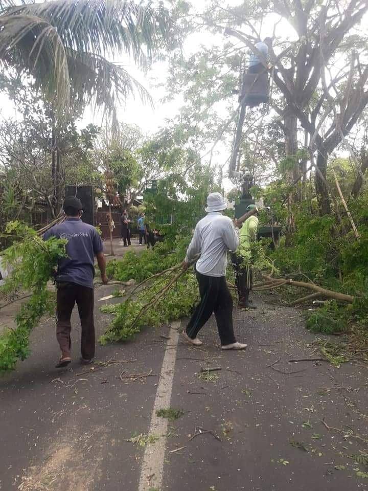 Pemangkasan pohon perindang di Tabanan (Dok.IDN Times/Istimewa)