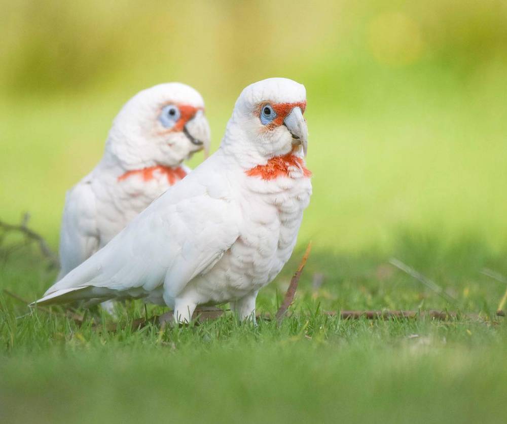 instagram.com/naturally_birds