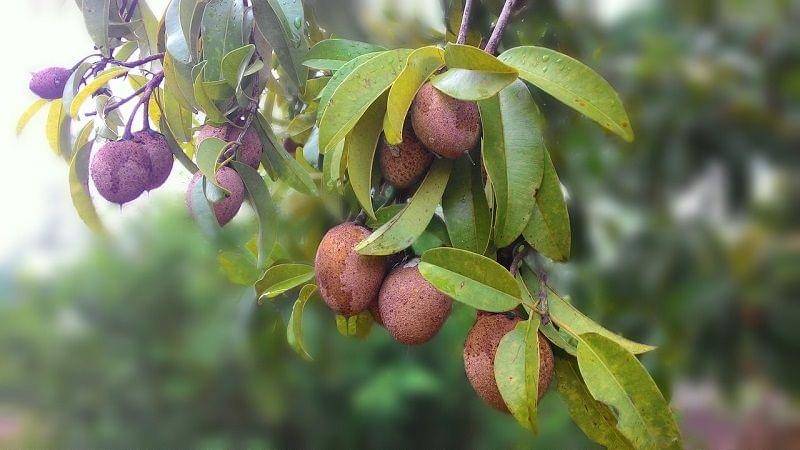 pixabay.com/damrithep