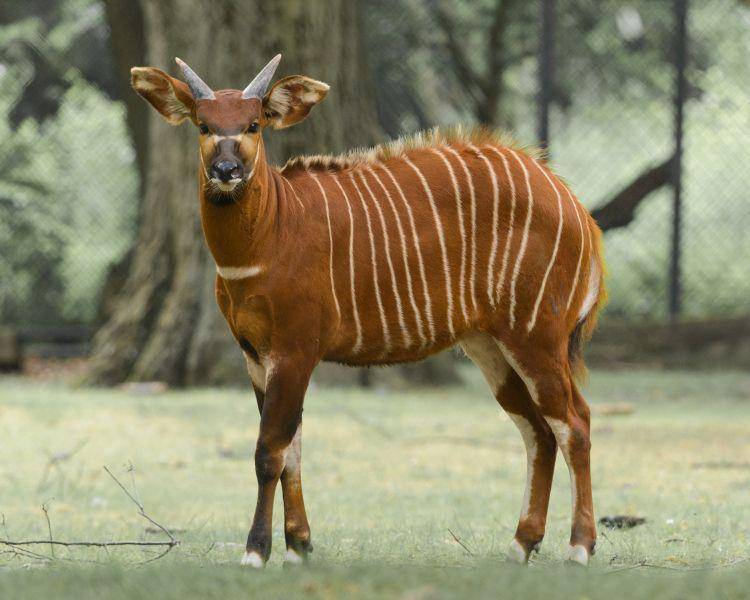 animalia.bio