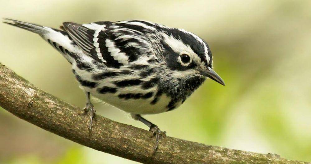 allaboutbirds.org