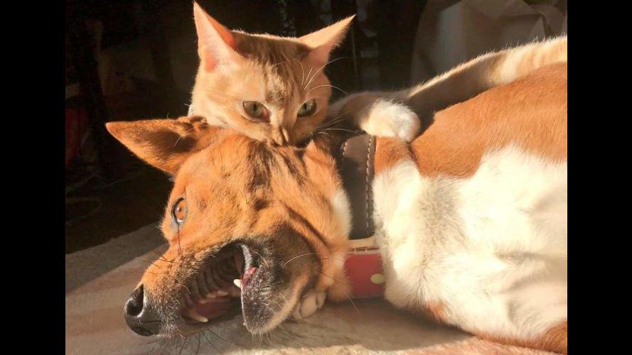 10 Bukti Kalau Anjing dan Kucing Sebenarnya Hewan Penuh Drama