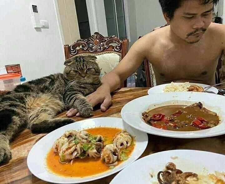 Instagram.com/sahabat_pecintakucing