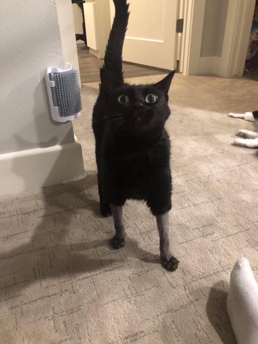 twitter.com/trashlyn_