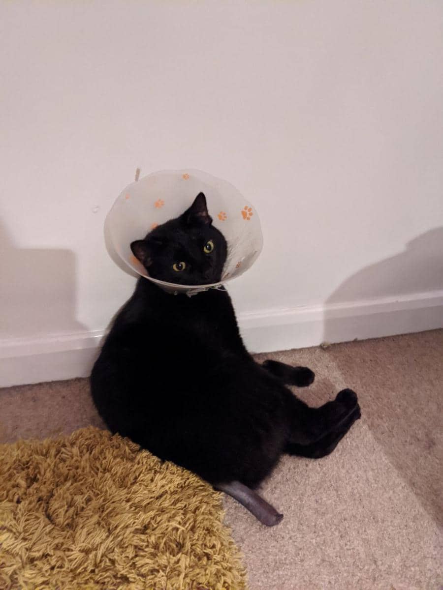 twitter.com/hollysanstheivy