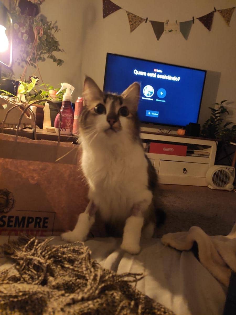 twitter.com/RaphzAndrade