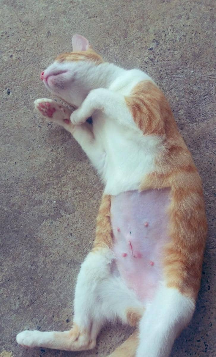 twitter.com/HazelEyez552