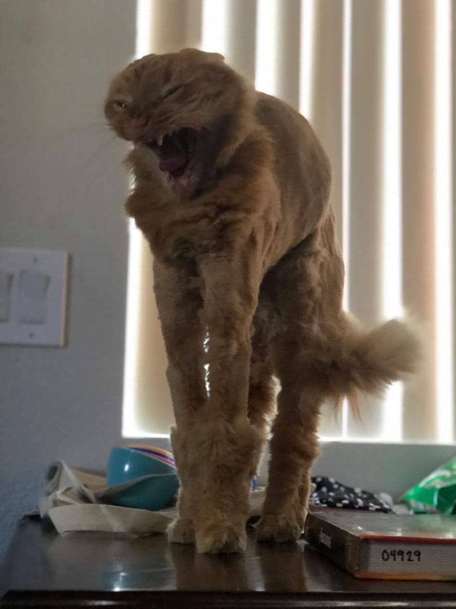 twitter.com/zachwoIf