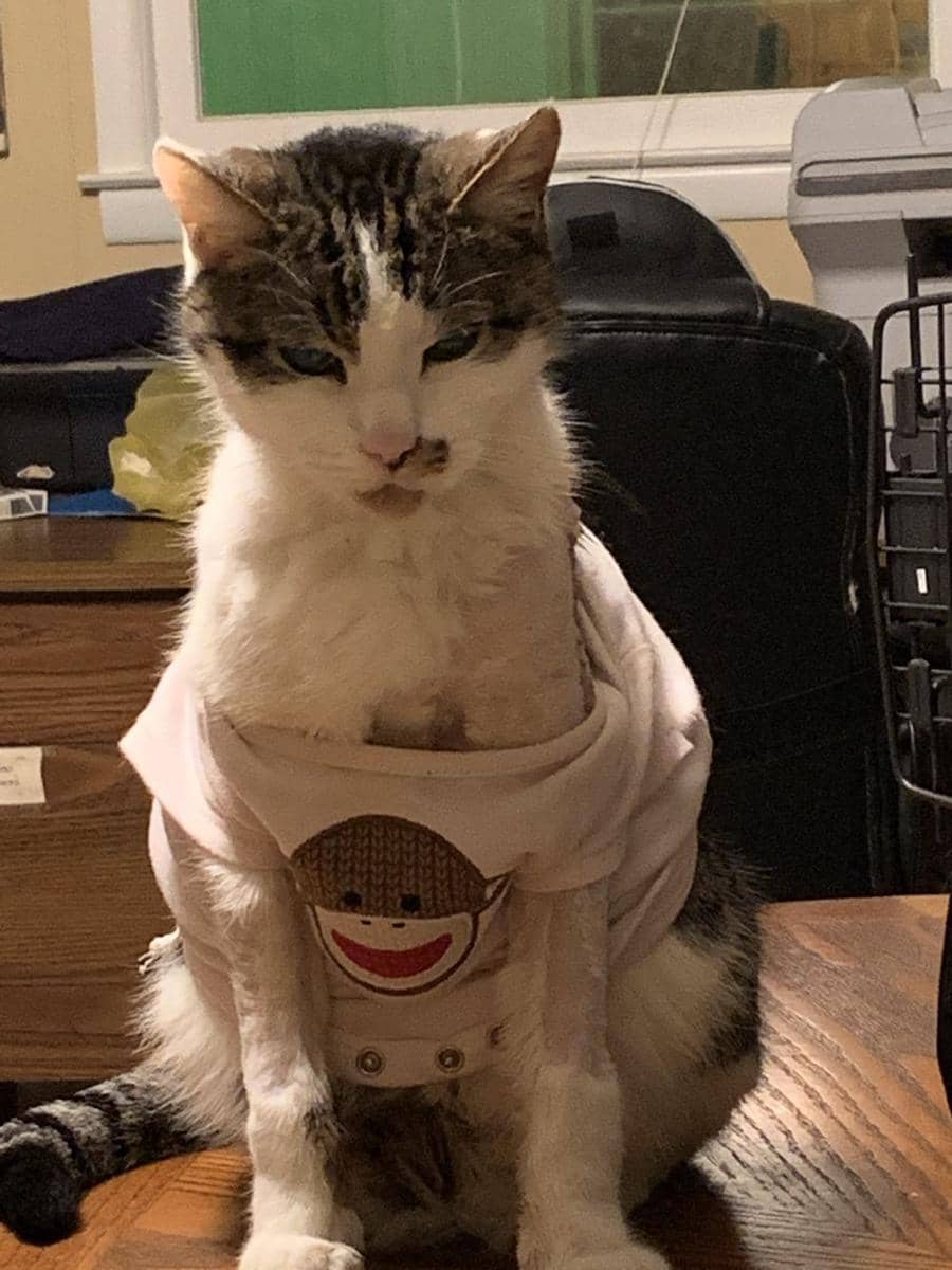 twitter.com/jillydragons