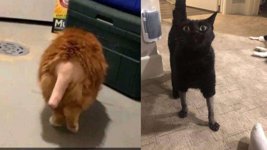 10 Potret Gemas Kucing yang Habis Dicukur Bulunya