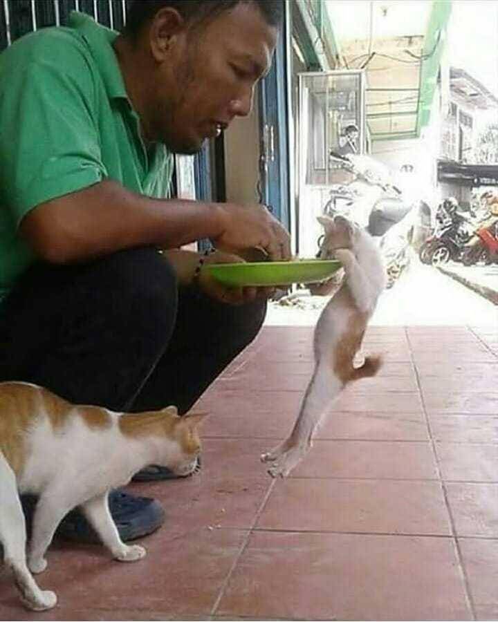 instagram.com/sahabat_pecintakucing