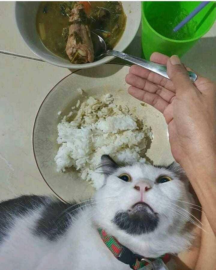 instagram.com/sahabat_pecintakucing