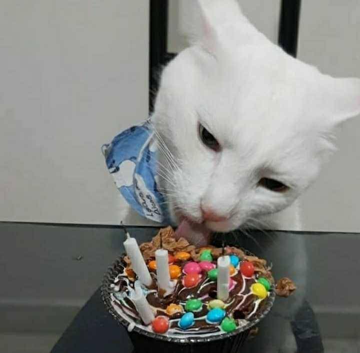 instagram.com/enzomiguelcatt