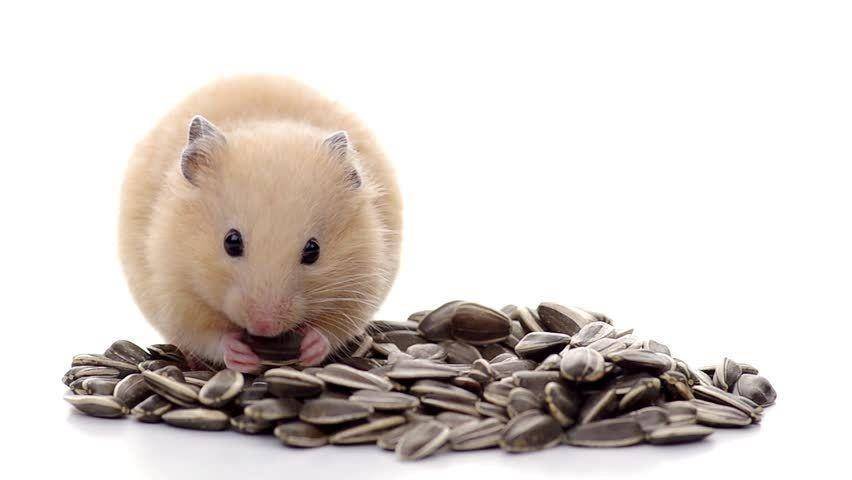 hamsterpetcare.com