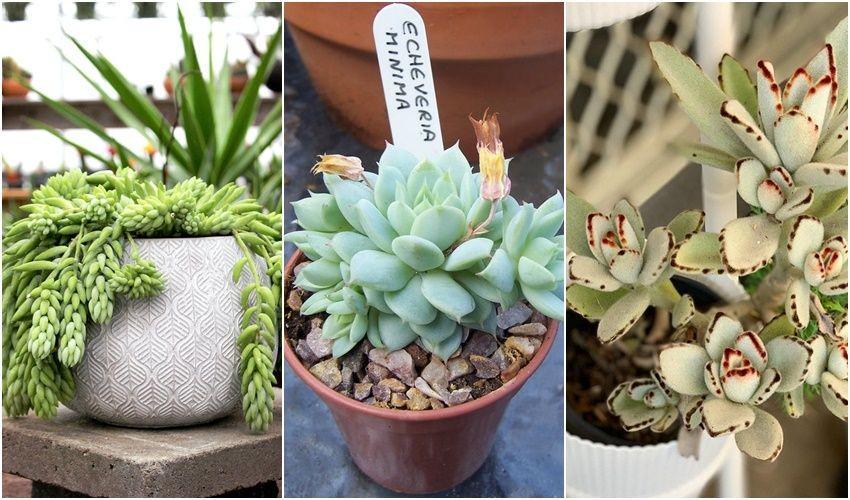 5 Rekomendasi Sukulen untuk Mempercantik Interior Rumah Mungil