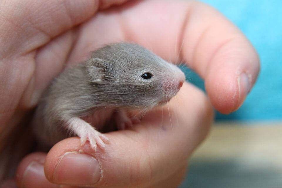 petlovethat.com