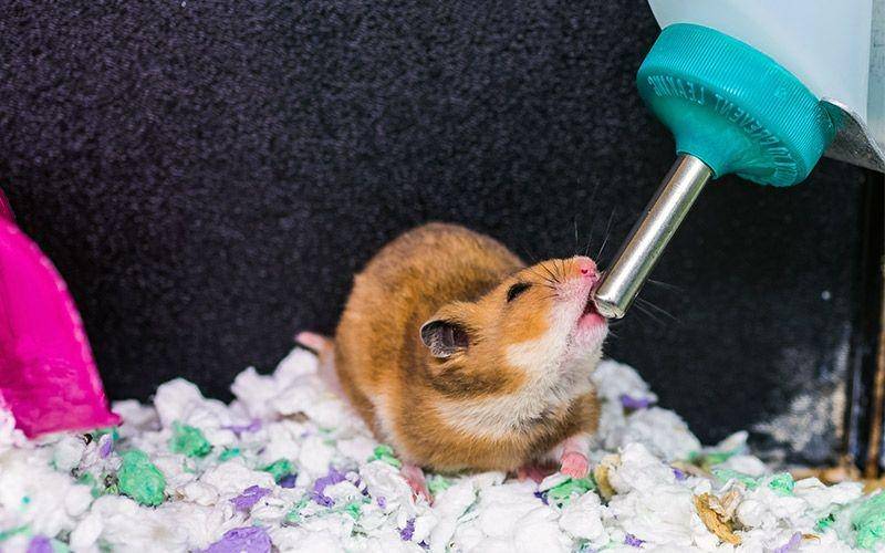 squeaksandnibbles.com