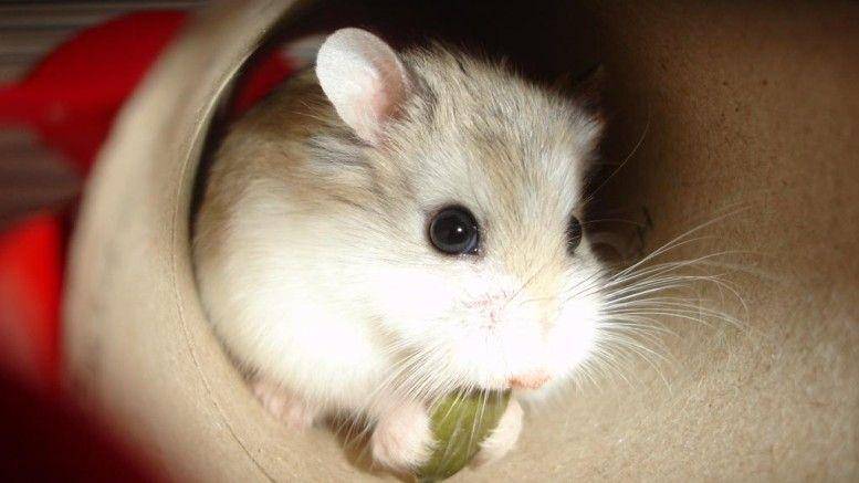 hamstersaspets.co.uk