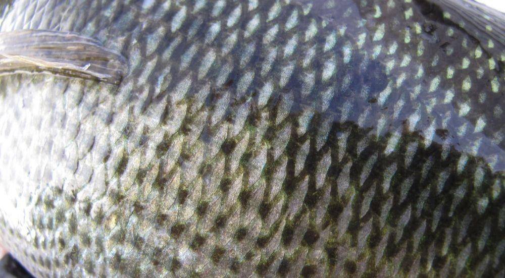 fishbio.com