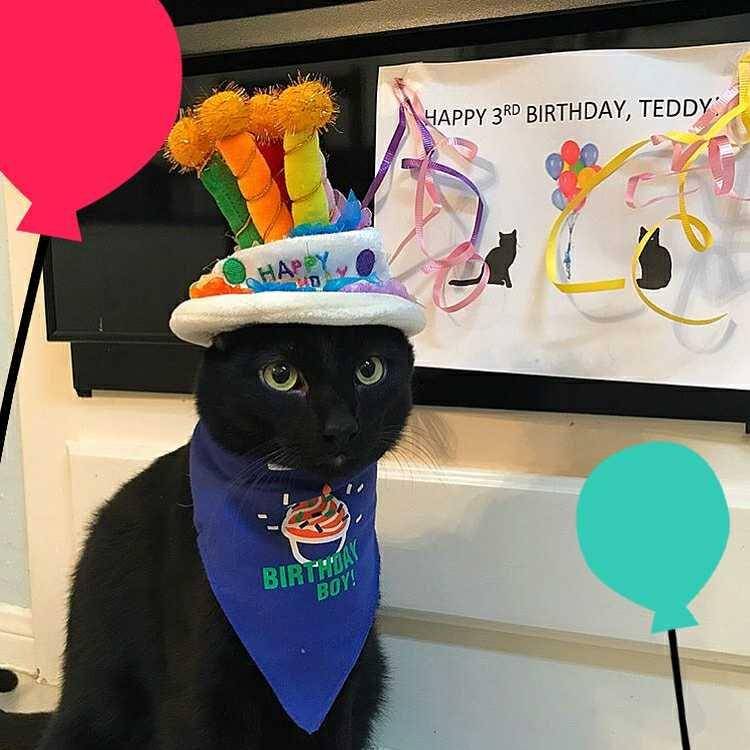 instagram.com/cat_birthday_feature