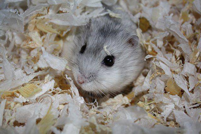 dwarfhamsterguide.com