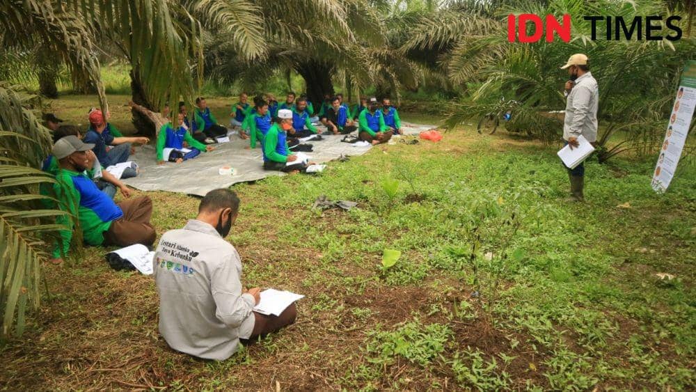Puluhan petani sawit tergabung dalam kelompok tani siklus 3 yang mengikuti Sekolah Lapang di Tapanuli Selatan (IDN Times/Masdalena Napitupulu)